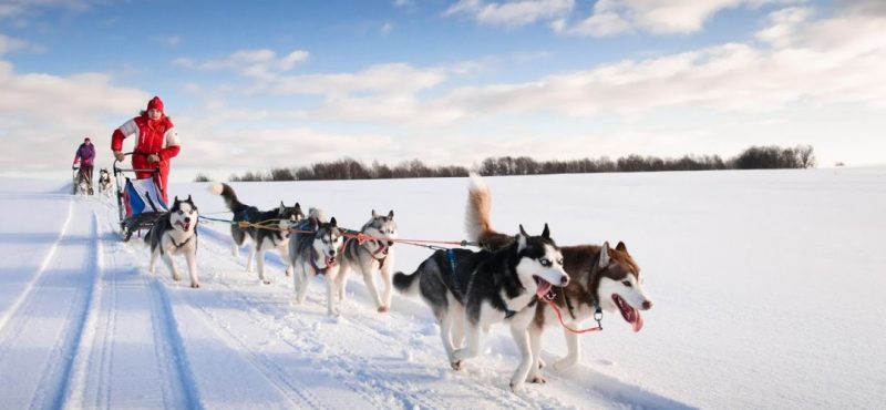 sled dogs pulling a sled during the ididerod