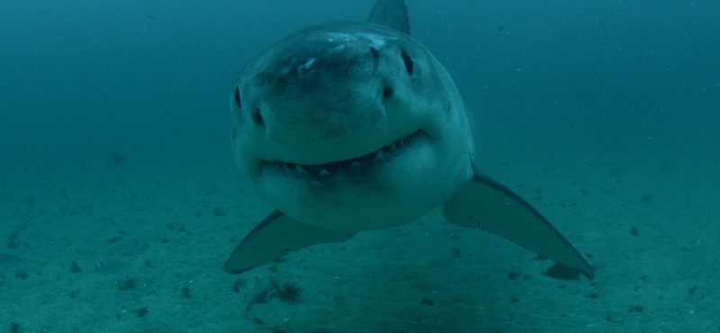A Great White Shark swims toward the camera for Discovery's Shark Week 2018.