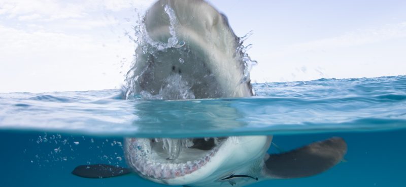 Over/under shot of a lemon shark exposing its teeth at the surface.