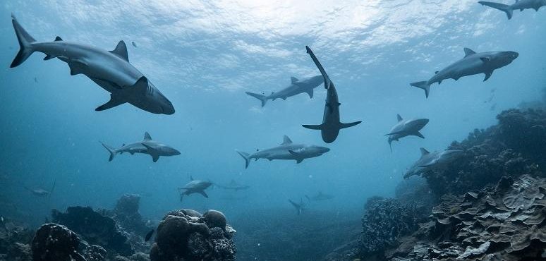 a group of sharks swimming in the sea